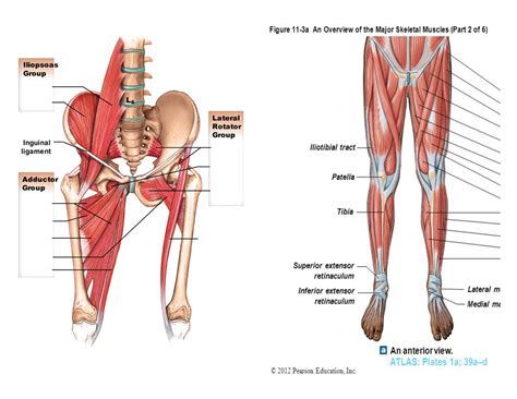 Hip Muscles Diagram : Diagram Labelled Of The Hip Muscles Human Anatomy Bodyring Pages Book ...