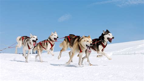 Husky Tour in the Wilderness of Lapland - 4 Days 3 Nights - Nordic Visitor