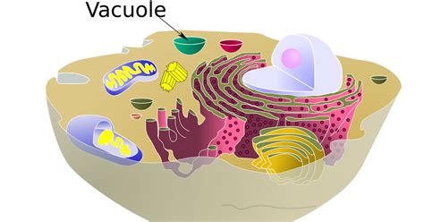 Vacuole Definition and Function | Learn Biology