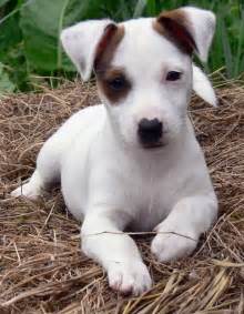 File:Jack Russell Puppy Eddi.JPG