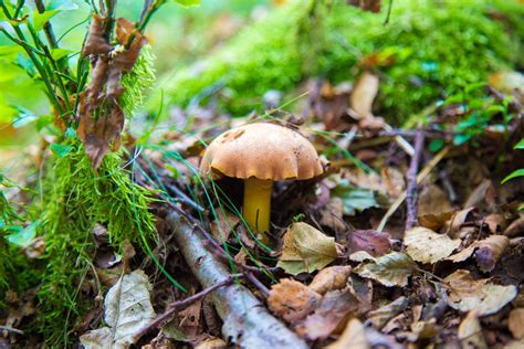 Mushroom Free Stock Photo - Public Domain Pictures