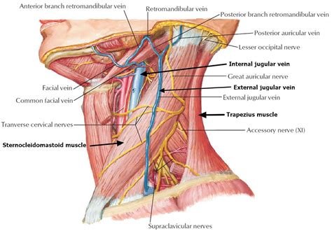 Neck dissection surgery, types, indications, risks & complications