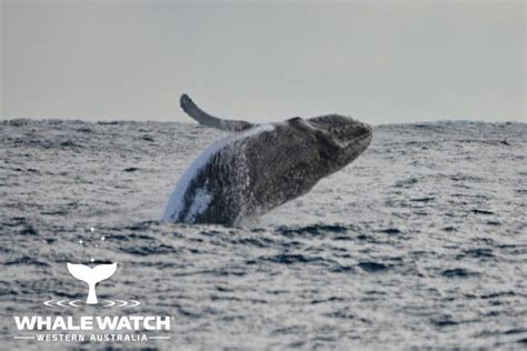 Augusta Winter Whale Watching Season | Whale Watch Western Australia