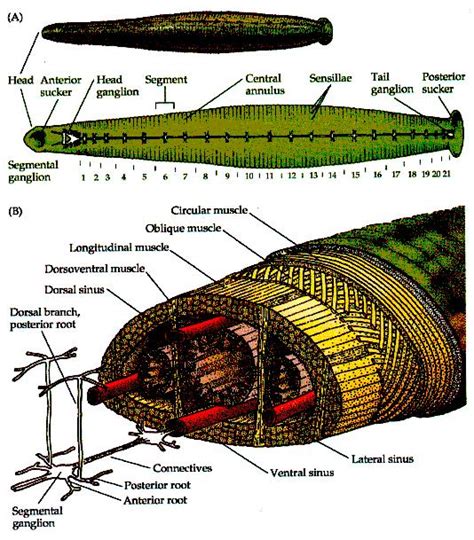 Leech Anatomy - Anatomy Book