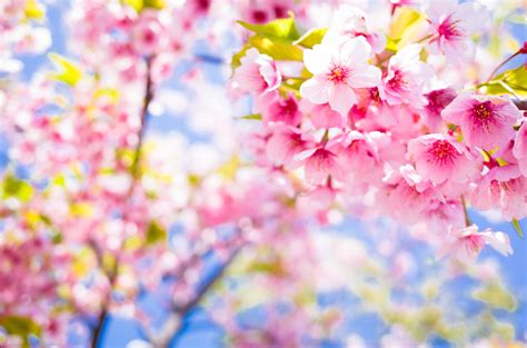 Cherry Blossom Trivia — Fun Facts About Cherry Blossoms