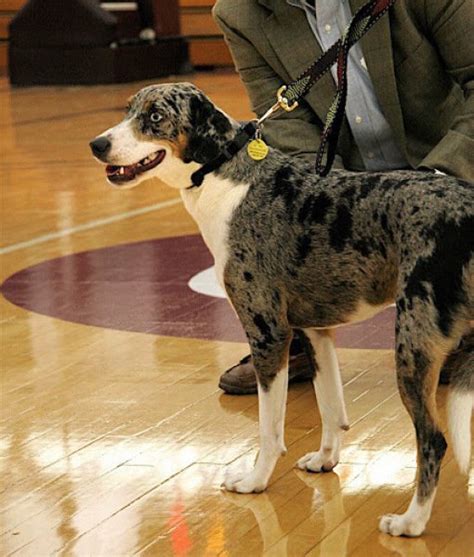 Centenary College's Catahoula Mascot