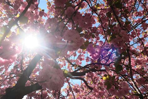 Brooklyn Botanic Garden Cherry Blossom Season 2017 - The Chic Life
