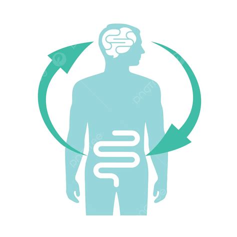 Diagram Illustration Of The Human Brain And Gut Connectionthe Second Brain Vector, Science ...