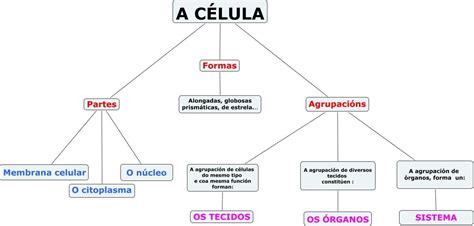 Mapa Conceptual De La Celula Pequeno