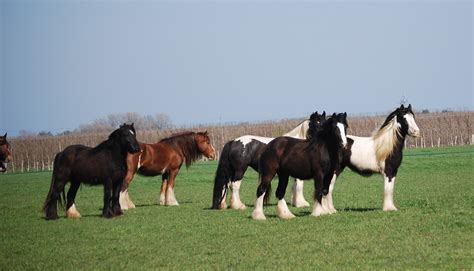 The Cob Horse Breed by Team Horsemart | Horsemart