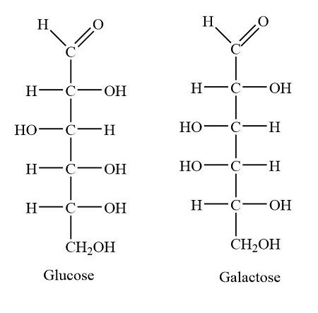 Glucose and galactose have the same chemical formula with different structures making them ...