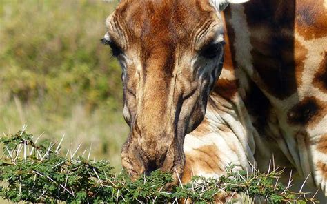 Giraffe Feeding - Giraffe Facts and Information