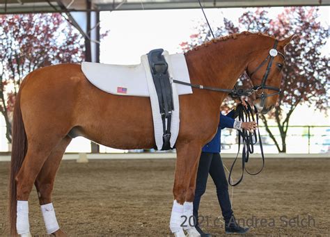 Vaulting Equipment | Equestrian Vaulting USA