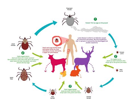 Tick Life Cycle | Jackson County Vector Control District