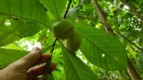 Complete Guide to Pawpaw Tree – Asimina triloba – GrowIt BuildIT