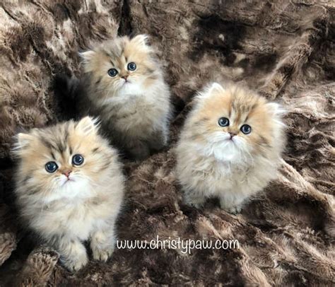 Teacup Persian Cats Full Grown