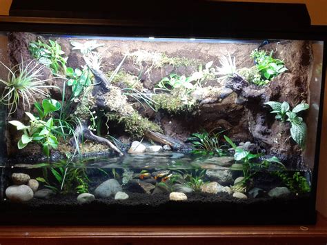 Fire belly toad tank | Aquarium landscape, Frog tank, Fish tank