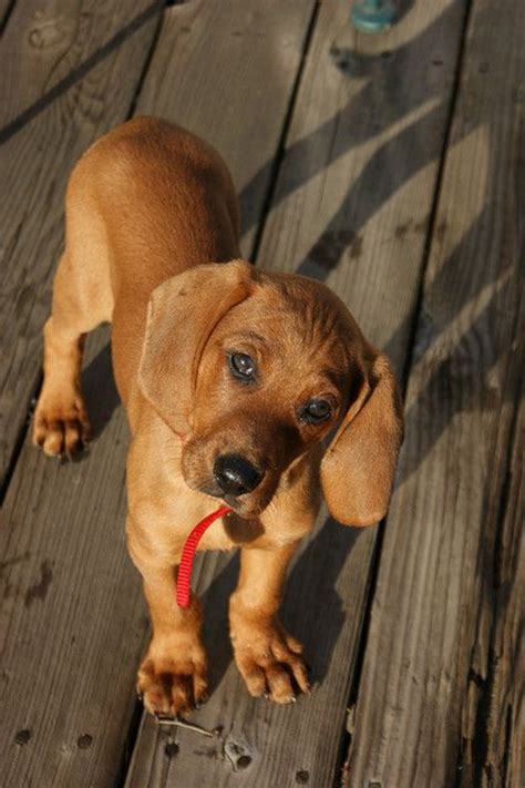 Redbone Coonhound vs Beagle - Breed Comparison | MyDogBreeds