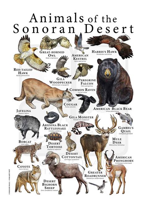 Sonoran Desert Plants And Animals