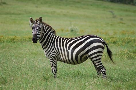 The Zebra | Lovely Animal All Interesting Facts | Animals Lover