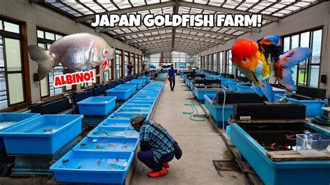 HUGE GOLDFISH FARM Tour in Japan! - YouTube