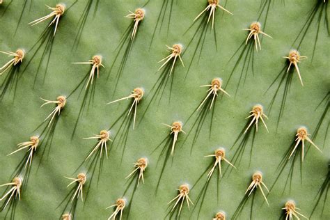 Nopal Cactus - Benefits, Dosage, Side Effects, and Dangers