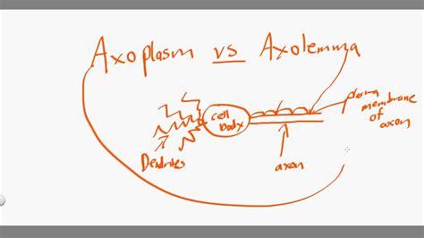 axoplasm vs axolemma - YouTube