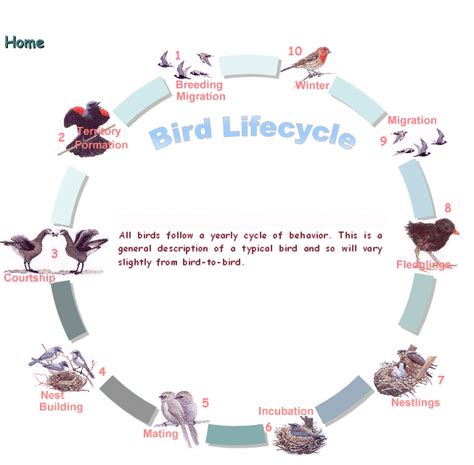 Parrot Life Cycle Lesson Plan