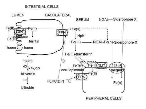 Hepcidins