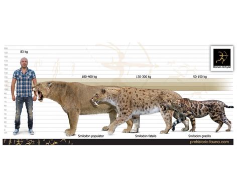 Smilodon gracilis image buy Uchytel