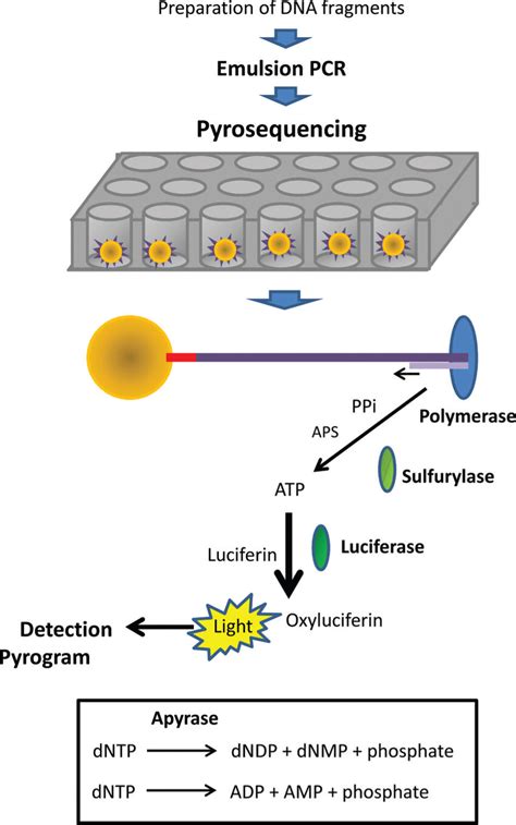 Pyrosequencing Diagram