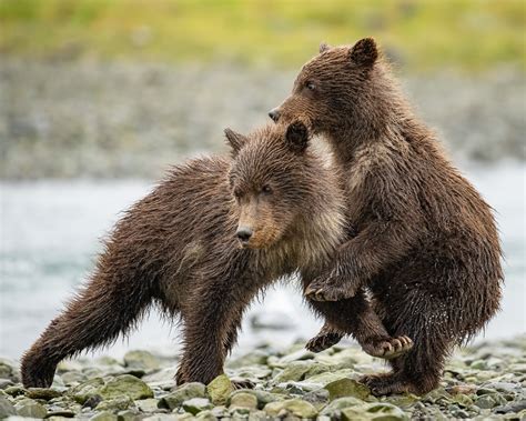 Brown Bear Cubs | Nikon Cafe