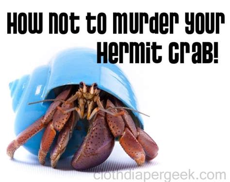 Keeping Hermit Crabs ALIVE 101: You can learn from my mistake - Cloth Diaper Geek