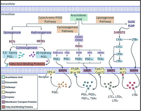 Frontiers | The Role(s) of Eicosanoids and Exosomes in Human Parturition