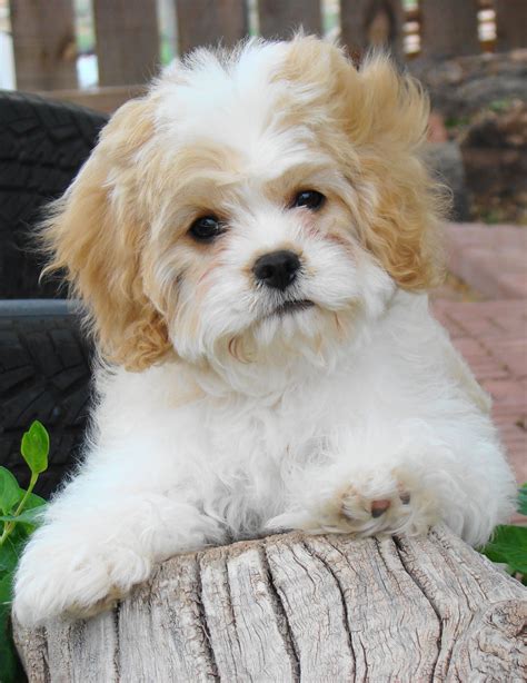 Pin by Sue White on Puppies, Dogs, | Cavachon puppies, Cavachon dog ...