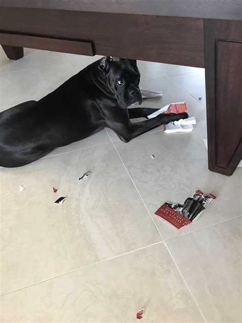 Dog tears up a book about dog behavior. : r/Irony