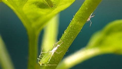 How to Make a Ladybug Habitat | Sciencing