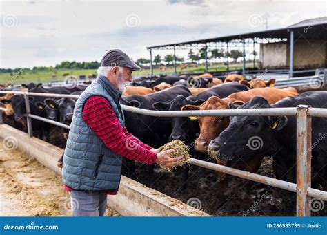 Farmer Feeding Cows on Ranch Stock Image - Image of black, smiling ...