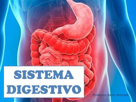Sistema Digestivo | profe.social