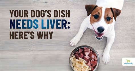 Why Your Dog Should Eat More Liver - Dogs Naturally