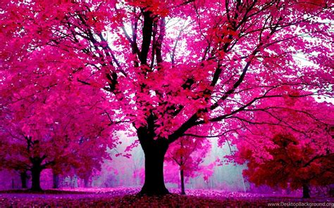 Pink Nature Trees Wallpapers - Wallpaper Cave