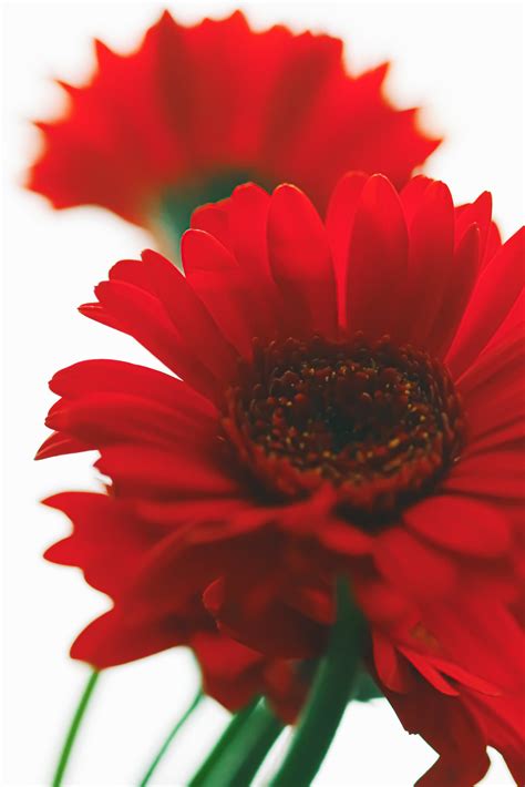 What do the Red Daisy Flower, Red Gerbera and Red African Daisy Symbolize?