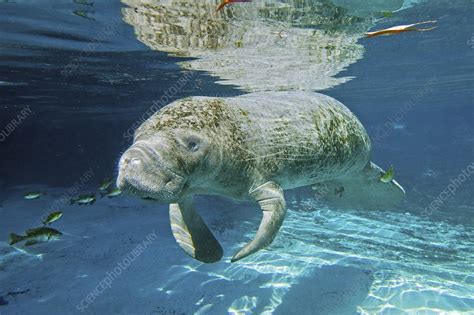 Florida manatee swimming - Stock Image - C004/6869 - Science Photo Library