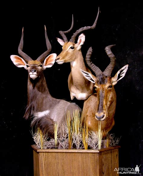 Nyala, Impala & Red Hartebeest Triple Pedestal Mount Taxidermy Mount | AfricaHunting.com