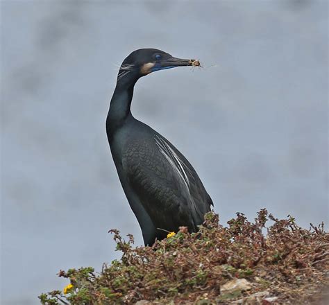 Pictures and information on Brandt's Cormorant