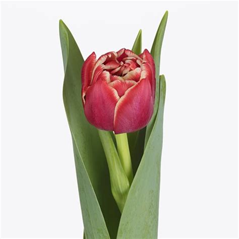 TULIPS DRONE 37cm 35gm | Wholesale Dutch Flowers & Florist Supplies UK