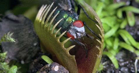 Pictured: Flesh-eating plants snare prey in deadly clutches before devouring them - Mirror Online