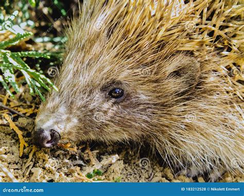 Cute Hedgehog in it`s Natural Habitat Outdoors in the Forest Stock Photo - Image of eyes ...