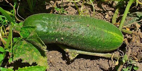 Cucumis sativus - description and flowering period, general ...