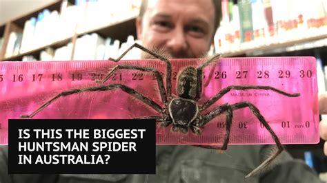 Is this the biggest huntsman spider in Australia? - YouTube